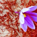 زعفران