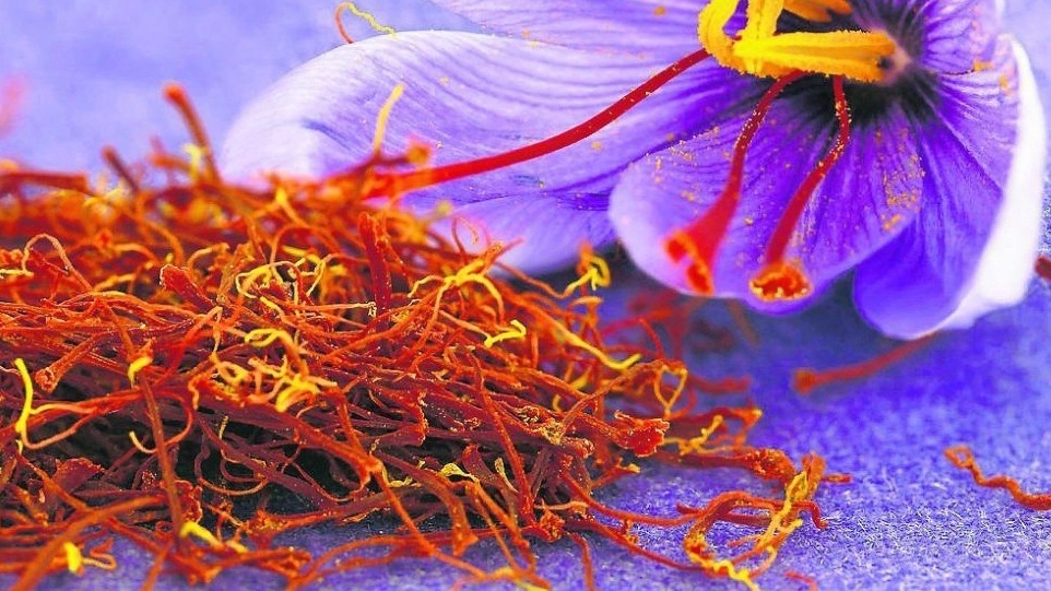 فروشگاه شهر زعفران یوسفی، فروش زعفران اصل قائنات در خراسان جنوبی