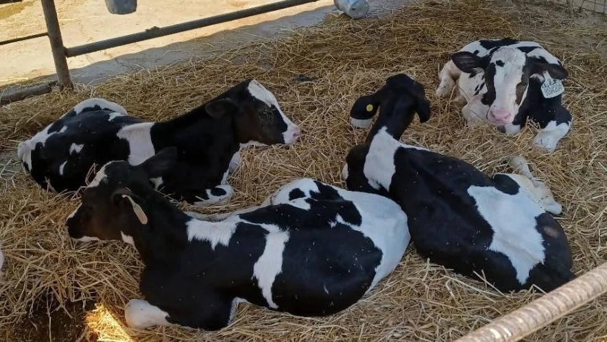 گاوداری در قزوین
