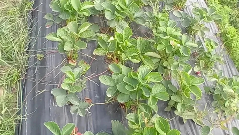 کلینیک گیاه پزشکی تاک گیاه گستر، خدمات درمانی گیاهی در ساری