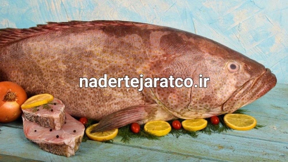 قیمت خرید و فروش ماهی هامور تازه صادراتی امروز در بازار ایران
