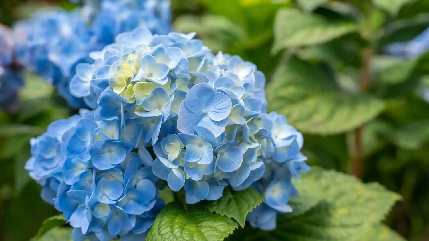 فروش انواع گل فضای باز در چابکسر