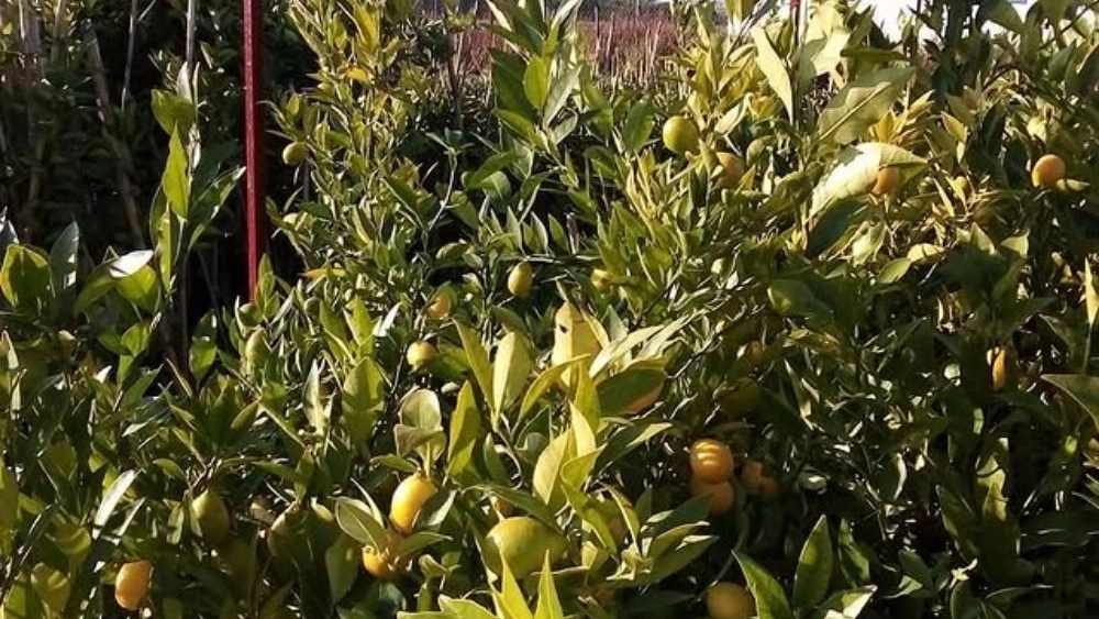خرید نهال مرکبات پیوندی سیاه ریشه در مازندران