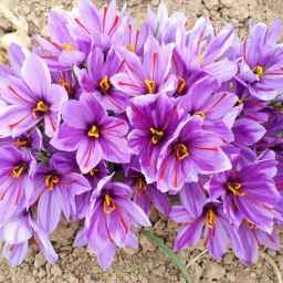 زعفران اکبری
