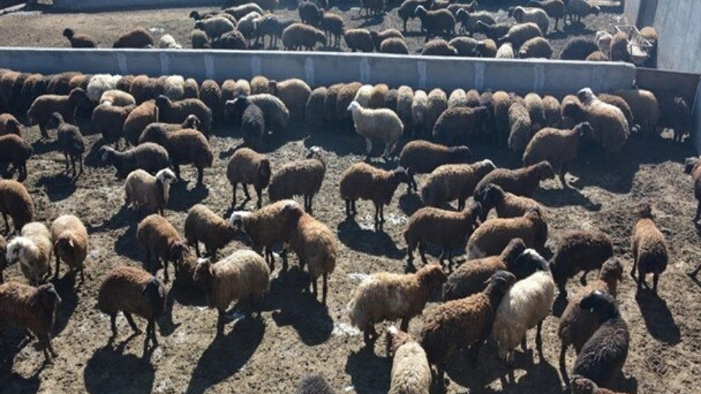 دامپروری کرمی، جیره نویسی انواع دام در زنجان