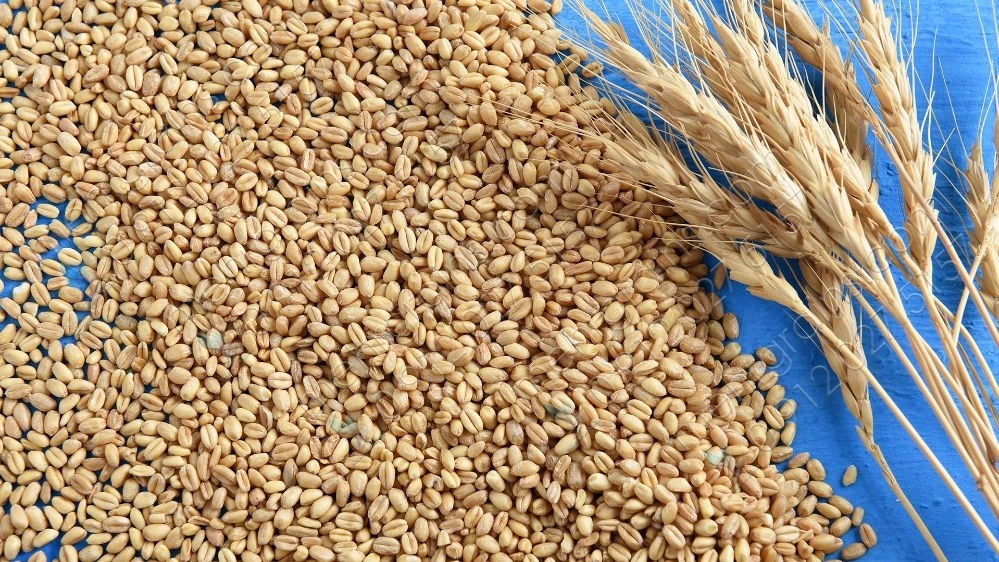 کارگاه غلامی، خرید و فروش کاه کلش و گندم در همدان