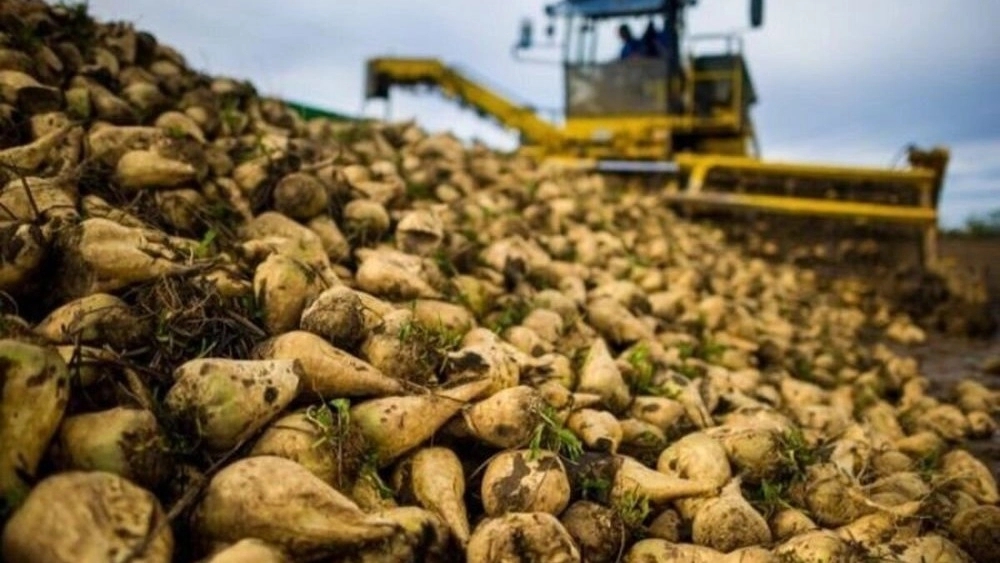 فروشگاه kwsمهری، فروش بذر چغندر قند در کردستان