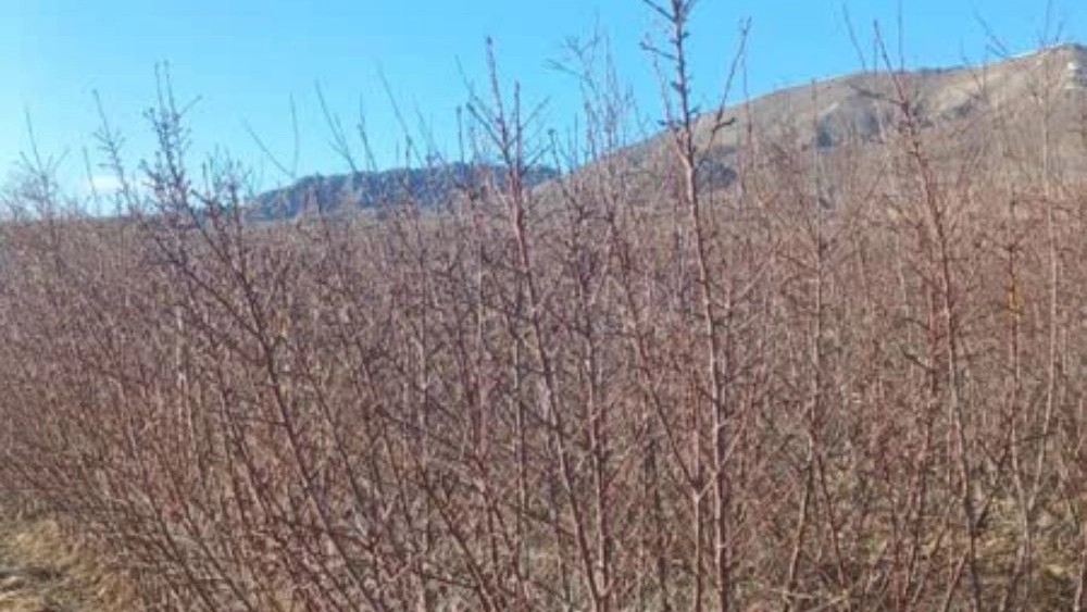 بهترین نهالستان زرشک سیاه بیدانه در آذربایجان شرقی