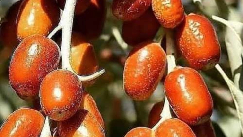قیمت نهال سنجد شاهحسینی دزفول راهنمای خرید از نهالستان مرکزی
