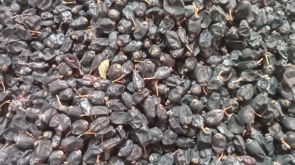 بهترین مرکز تولید و فروش میوه خشک زرشک سیاه در تبریز