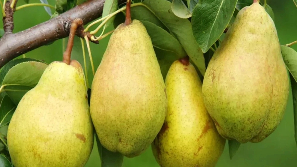 تولید نهال گلابی درگزی در گلخانه