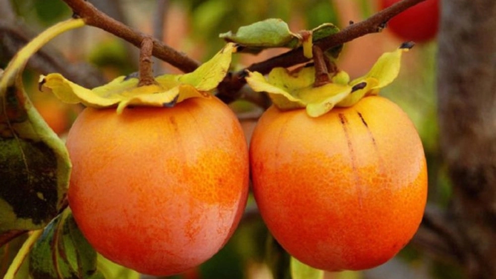 خرید نهال خرمالو با تخفیف ویژه خرید عمده