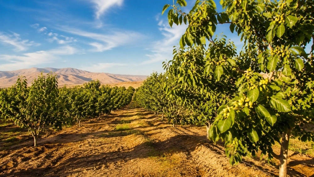 راهنمای خرید انواع نهال گردو با بهترین کیفیت در خوزستان
