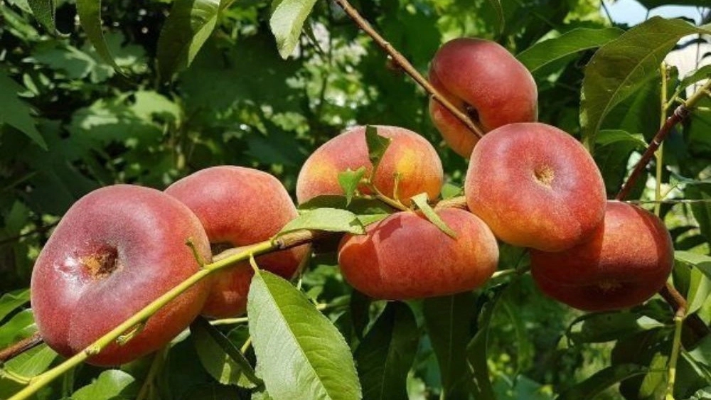 فروش نهال هلو انجیری به باغداران شمال