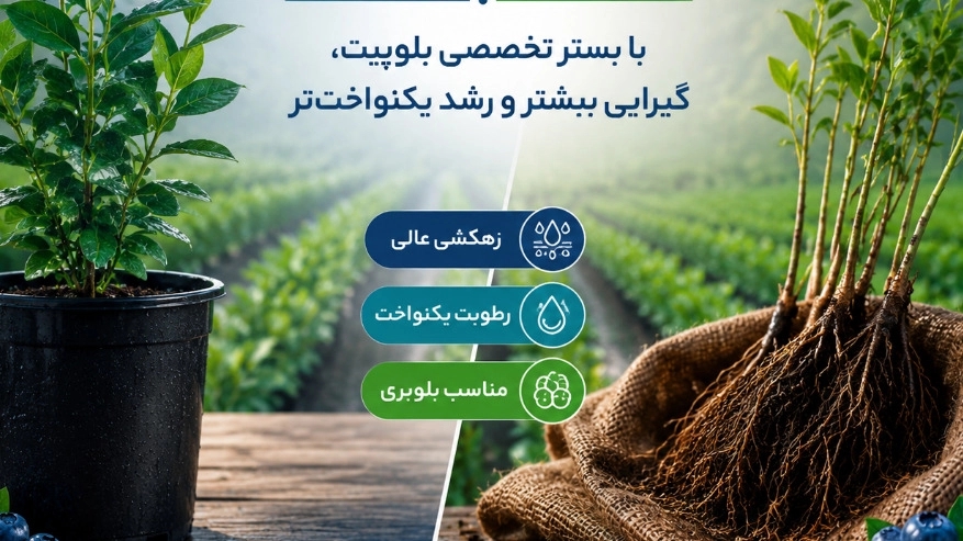 نهال گلدانی بلوبری بهتر است یا ریشه لخت؟