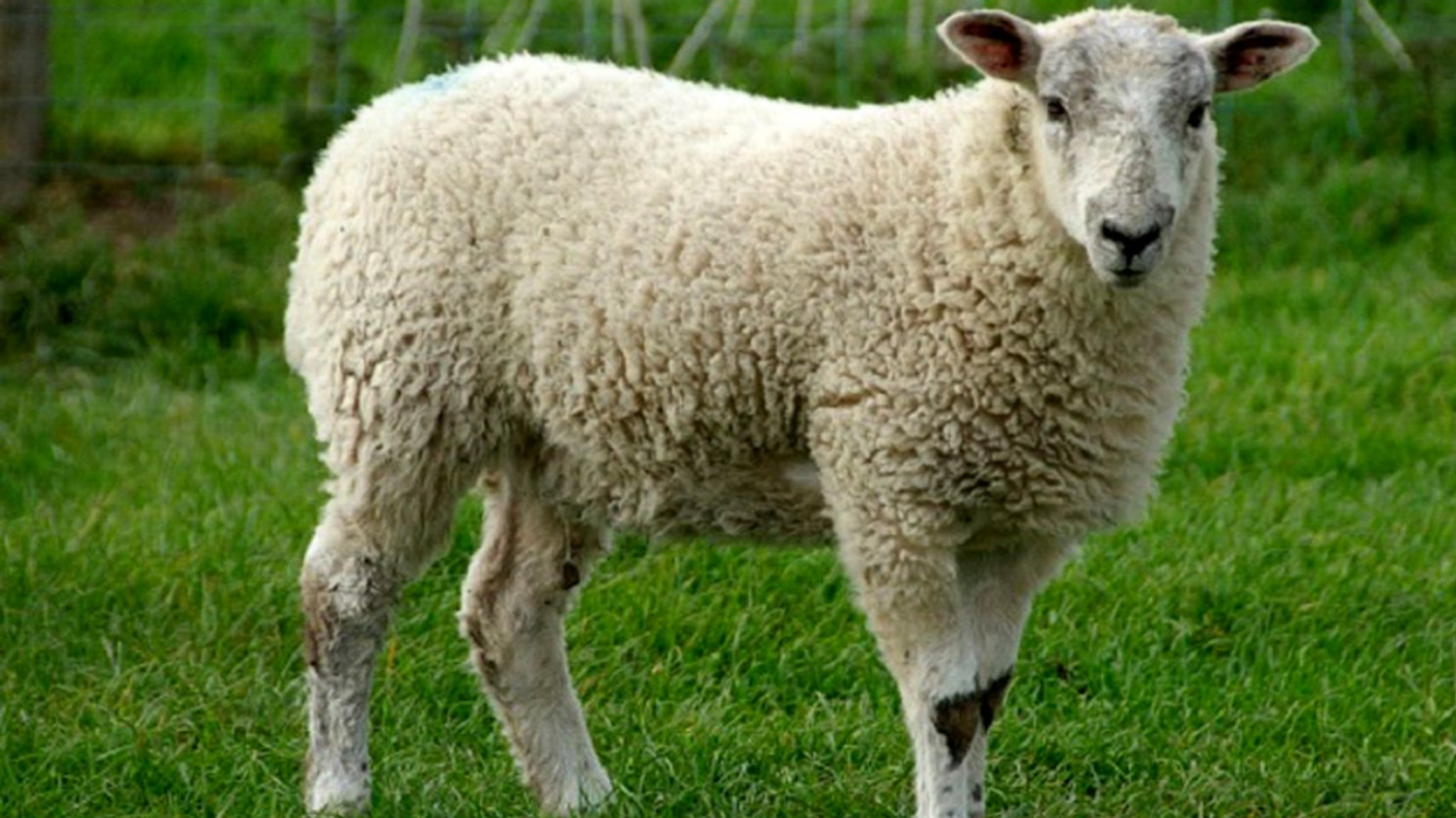 خواص و ویژگی های گوشت و فرآورده های گوسفندی