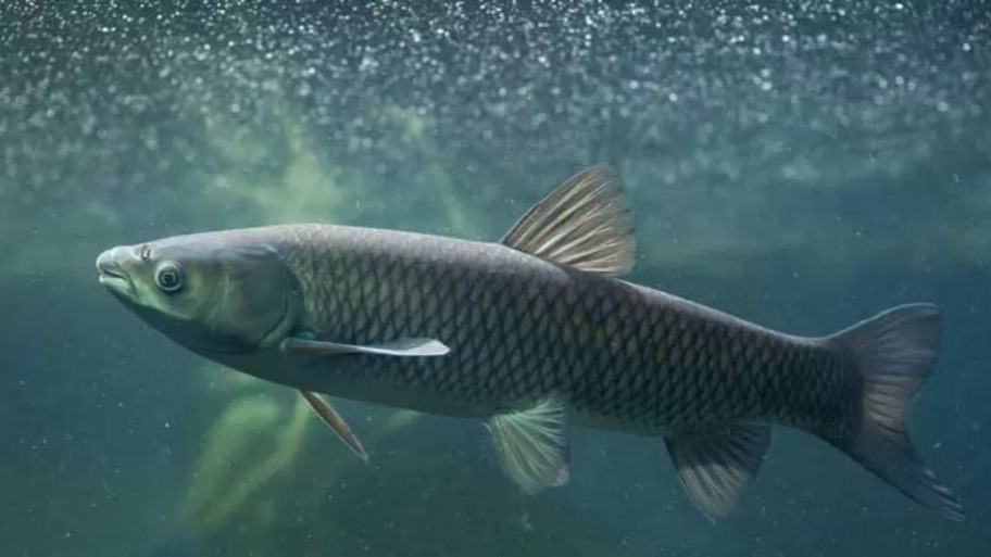 نکات مهم در مورد شرایط پرورش ماهی آمور