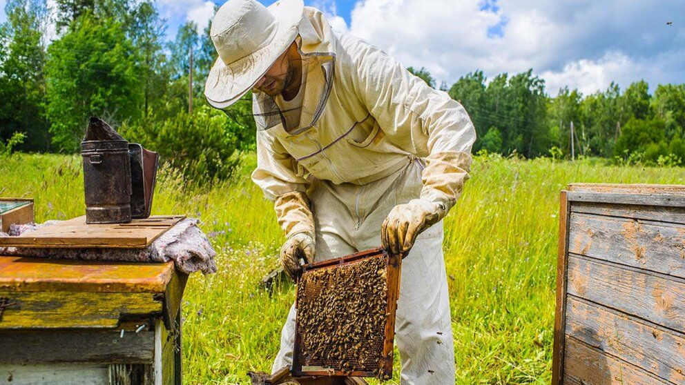 معرفی لوازم و تجهیزات زنبورداری