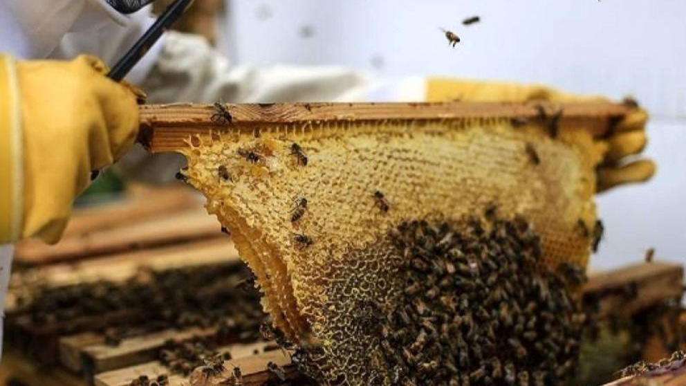 چگونه زنبورداری می تواند از فرار ملکه جلوگیری کند؟