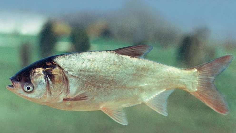 ماهی فیتوفاگ