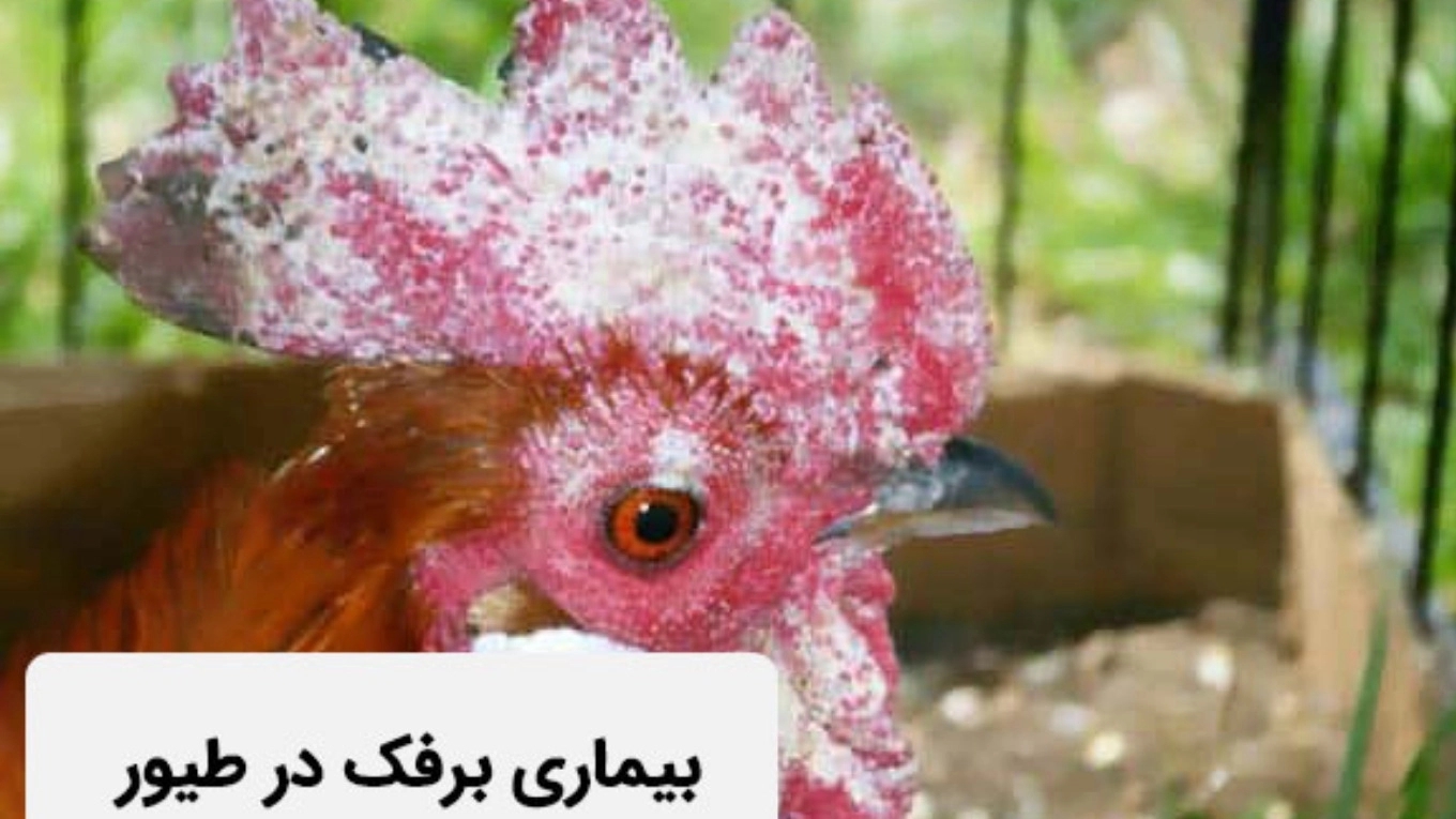 بیماری برفک
