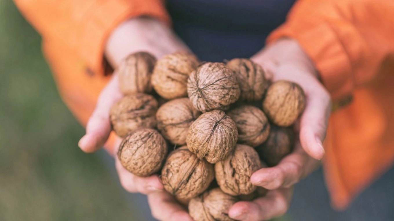 انواع نهال گردو