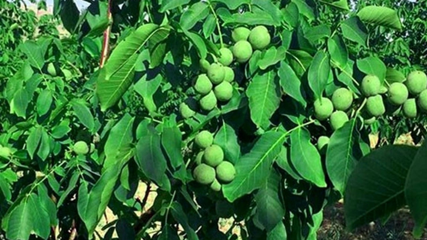 انواع نهال گردو