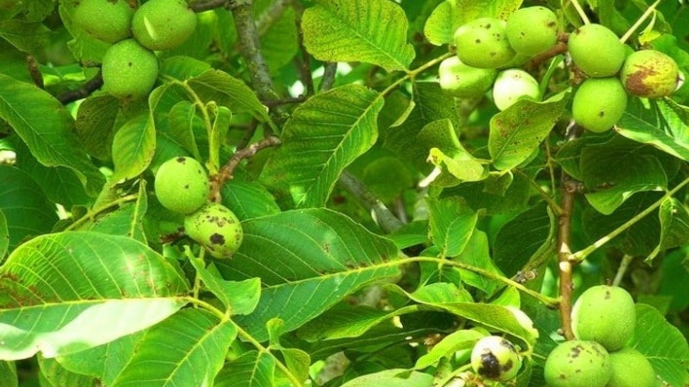 انواع نهال گردو