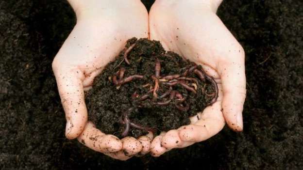 کود ارگانیک ارغوان