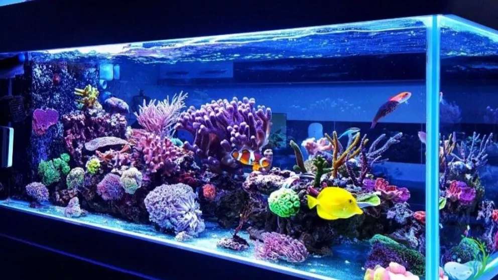 آکواریوم اقیانوس آبی سیرجان