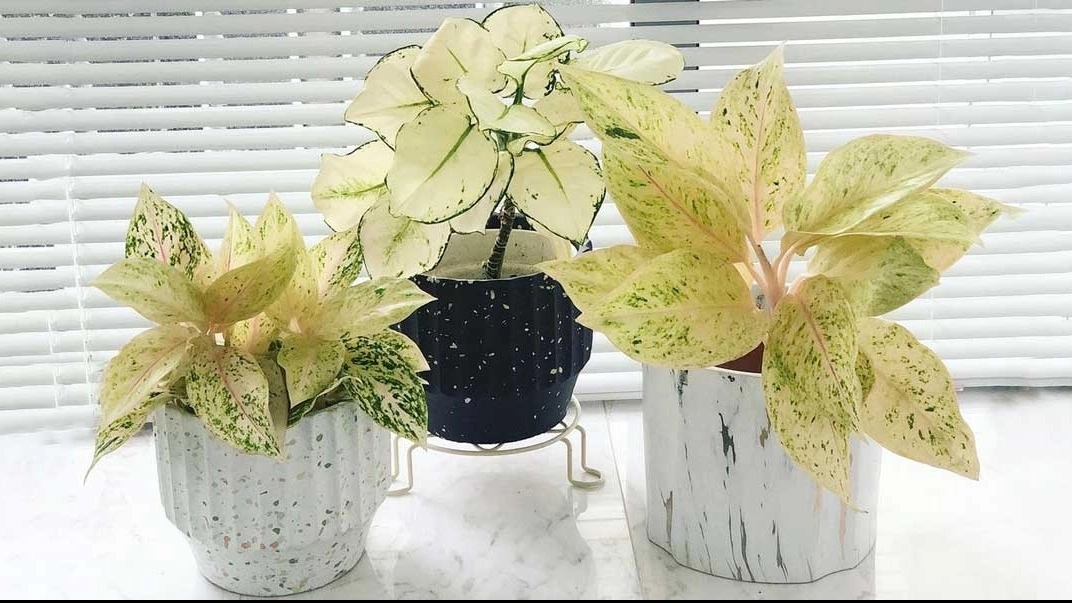 آشنایی با آگلنما برفی