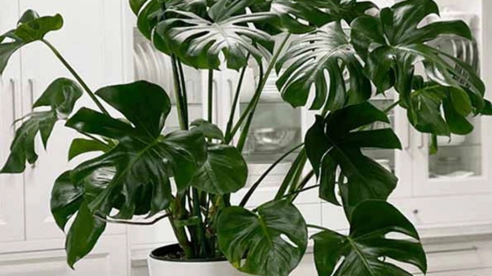 مونسترا دلیسیوسا کینگ