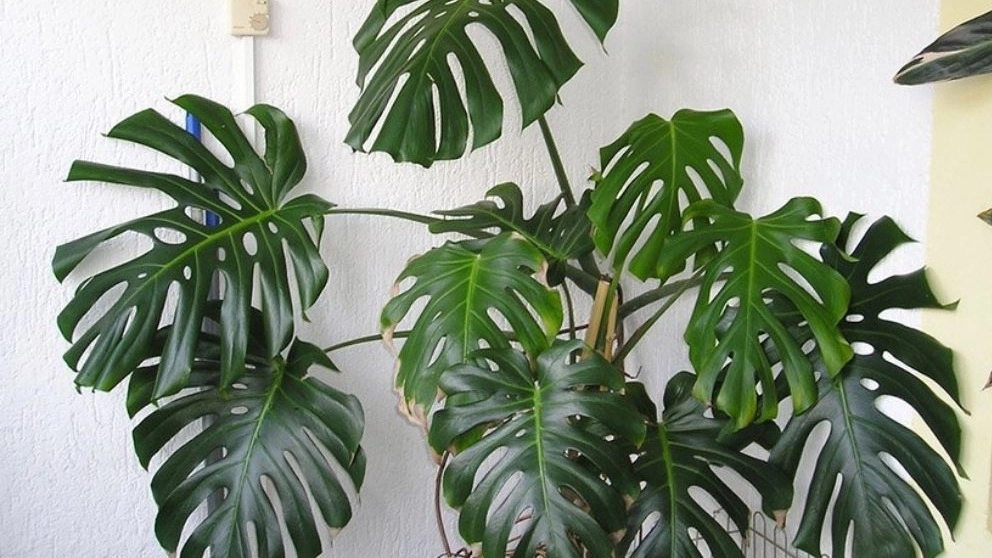 مونسترا دلیسیوسا کینگ