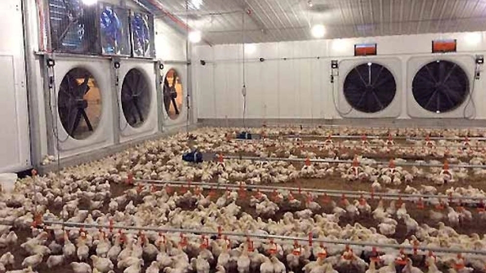 سیستم های تهویه در سالن مرغداری طبیعی