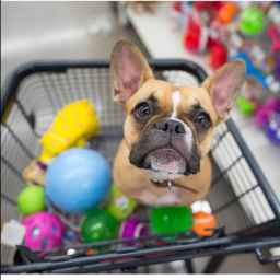 پت شاپ سهند