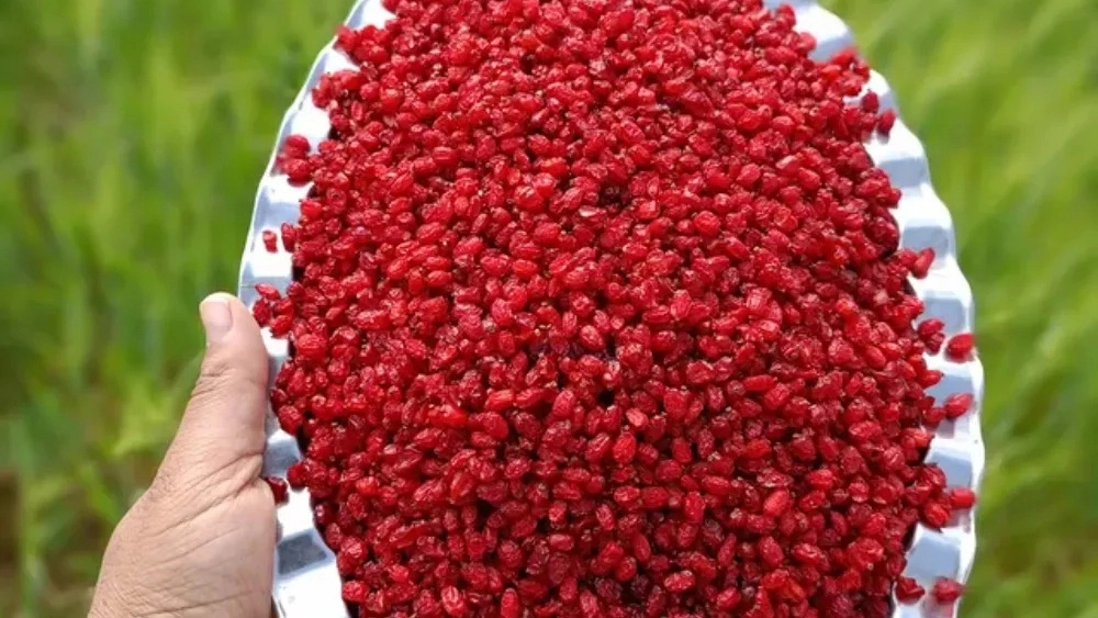 کارگاه زرشک پاکنی شاهدی در قائنات خراسان جنوبی