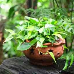 گلکده رژمان