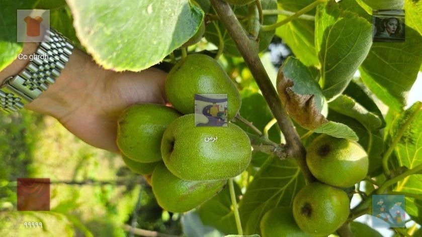 پست تست بهزی