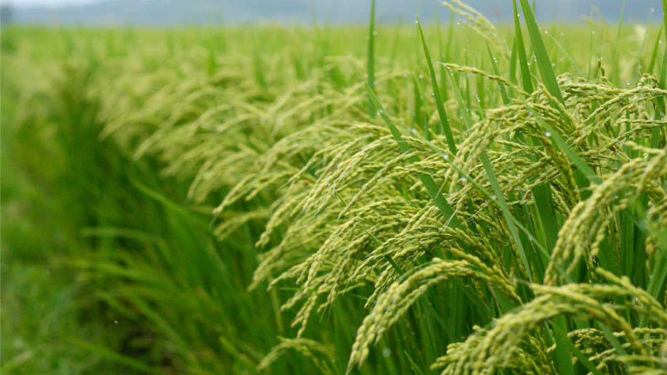بازدید رایگان از مزارع برنج